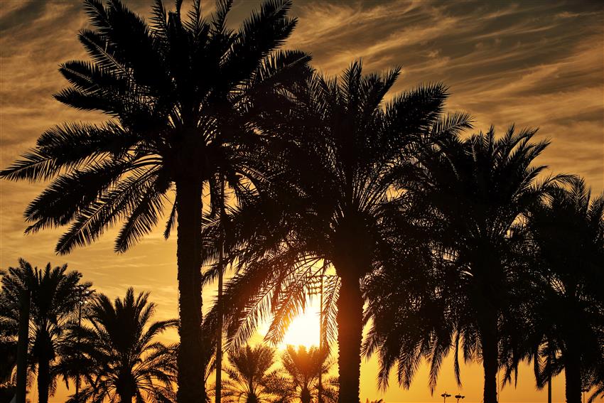 palm trees in Qatar